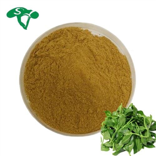 Andrographis Extract Powder
